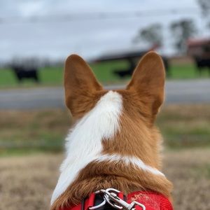 Meet your Posher, Rachel